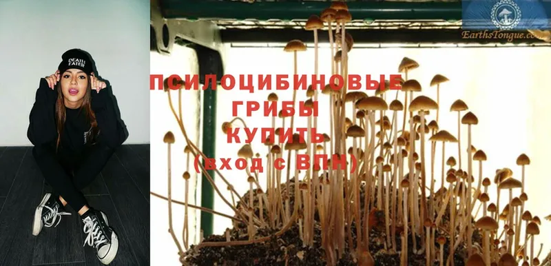 Псилоцибиновые грибы Psilocybe  Бабаево 